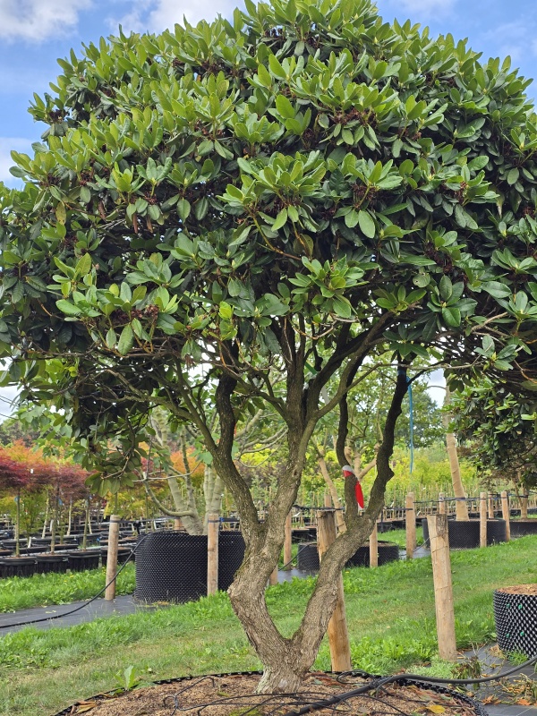 Rhododendron 'Progres'