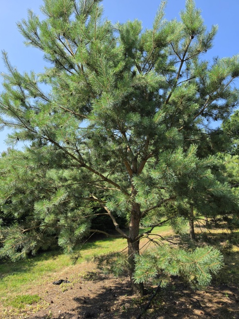 Pinus Sylvestris, grove den, Vliegden.
