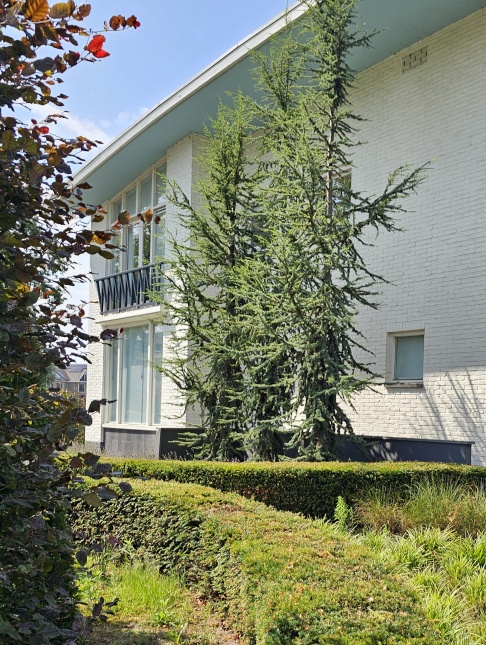 Cedrus libani als drietal aangeplant