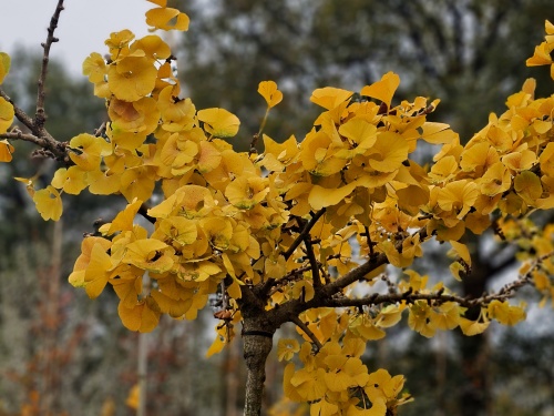 Ginkgo biloba 'Mariken', boompje op stam