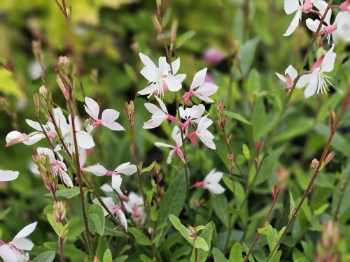 De Lindheimers prachtkaars in vakbeplanting