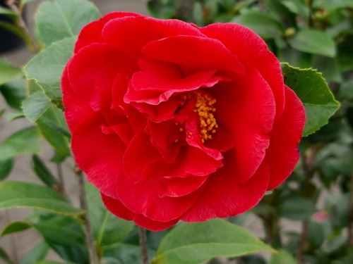Camellia japonica 'Kramer's Supreme'