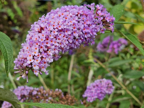 Vlinderstruik 'Ile de France' is een uitnodigende plant voor vlinders in uw tuin