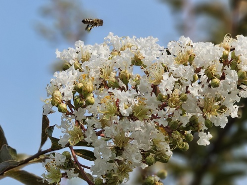 Lagerstroemia 'Natchez' witte bloemen