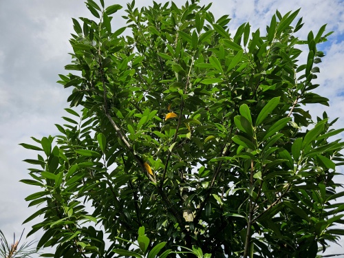 Caucasica donker groene haaglaurier