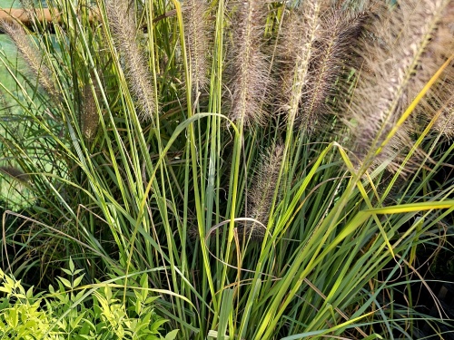 Lampepoetsersgras met donkere pluimen in  de nazomer