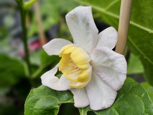 Calycanthus chinensis