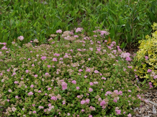 Spierstruik 'Little Princess' - vakbeplanting met bloemen