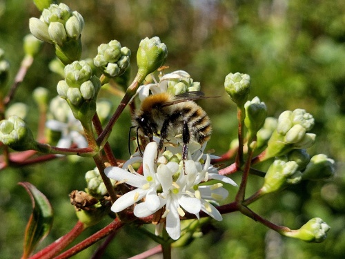 Zevenzonenboom met witte bloemen en bij