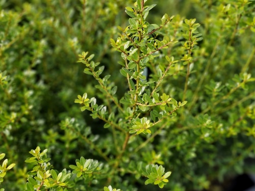 Ilex maximowicziana 'Kanehirae'