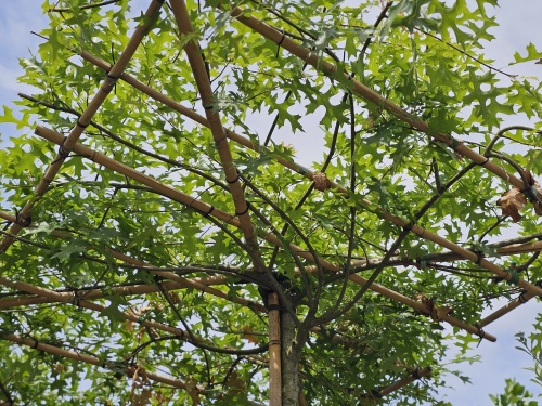 Quercus palustris dakvorm 120x120 cm