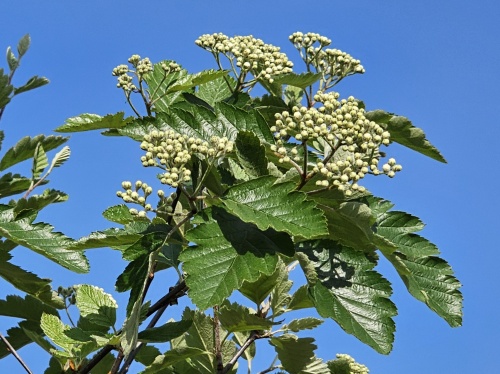 Sorbus intermedia bloei voorjaar 2024