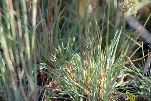 Fakkelgras - Koeleria glauca