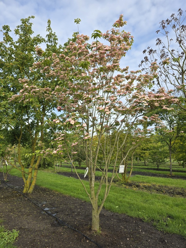 Japanischer Blüten-Hartriegel