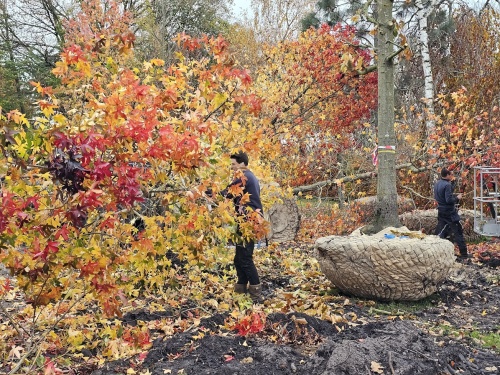 Amberboom top in november. De Boom wordt transport-klaar gemaakt.