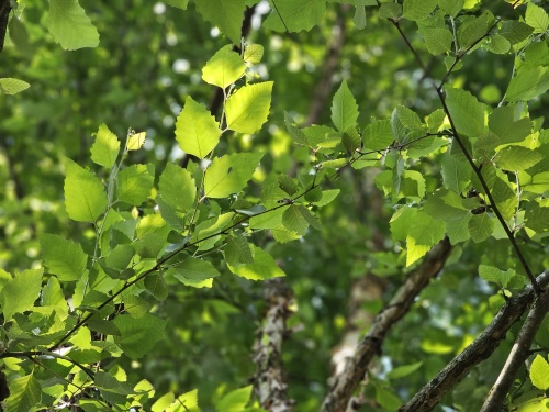 Betula Nigra zomerblad zwarte berk