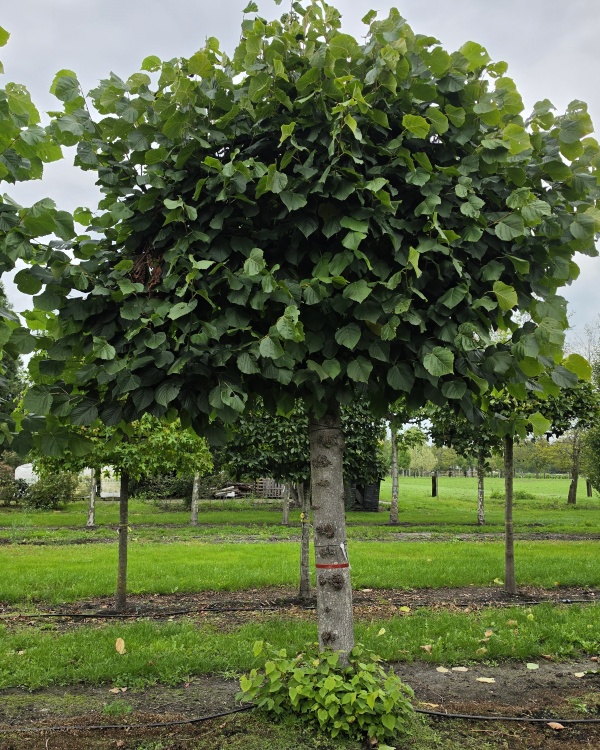Spalierlinde