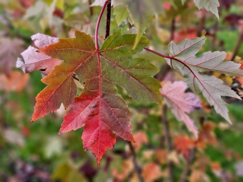 Esdoorn 'Autumn Blaze'  prachtige herfstkleuren