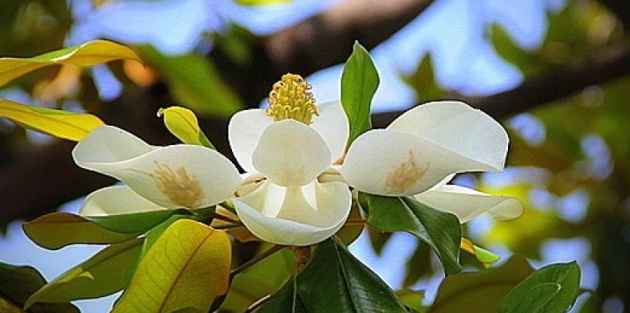 Groenblijvende struiken met witte bloemen