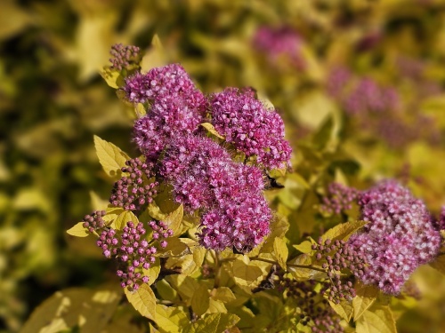 Spierstruik 'Golden Princess' groepsbeplanting