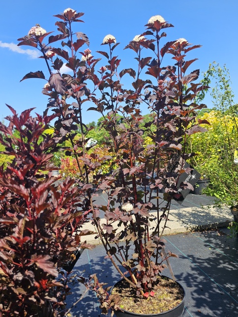 Physocarpus opulifolius 'Diabolo'