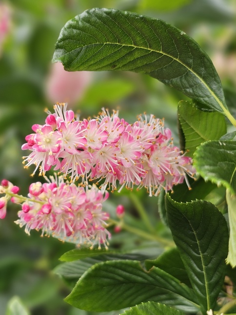 Schijnsels 'Pink Spire' struik voor de bloei