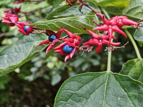 Clerodendrum bloei september
