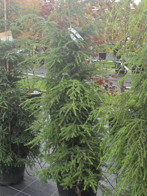 Hemlocktanne für eine Waldatmosphäre