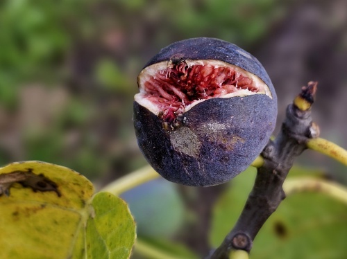 Ficus carica 'Brown Turkey'