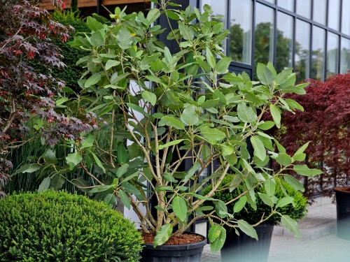 magnolia sargentiana