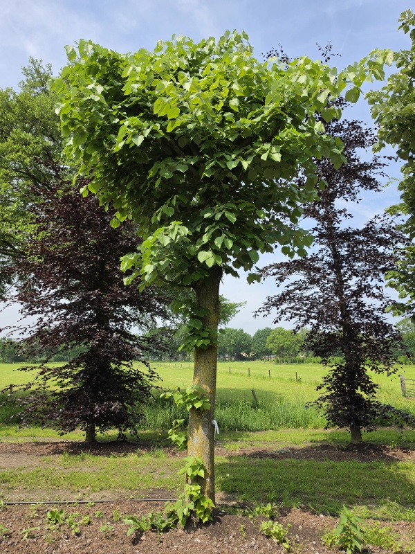 Zilverlinde als natuurlijk parasol