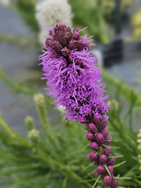 Liatris spicata bloem paars