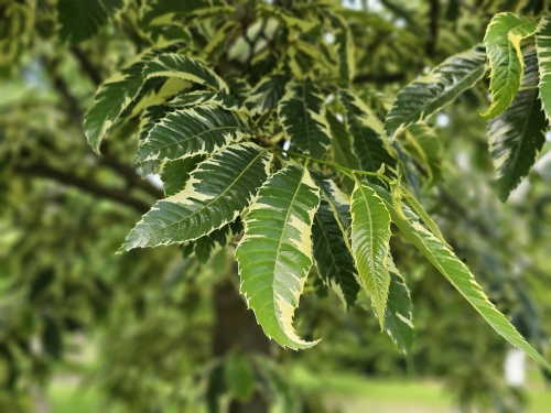 Tamme Kastanje 'Variegata' bladeren