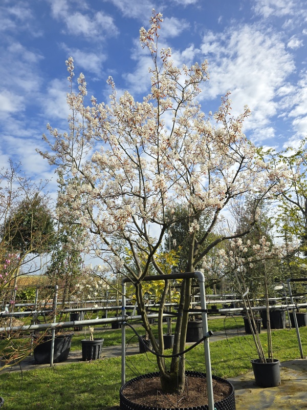 Meerstammige krentenboom