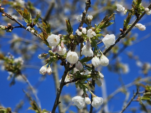Japanse sierkers 'Shirotae', bloemen roze wit