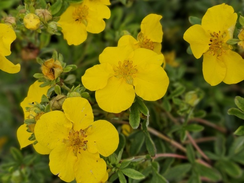 Potentilla Gold Teppich bloeit een groot deel van de zomermaanden.