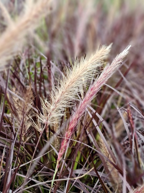 Lampenpoetsersgras 'Rubrum Dwarf' - Pennisetum setaceum 'Rubrum Dwarf'
