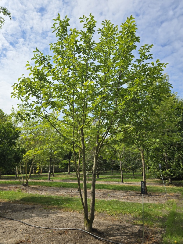 Magnolia