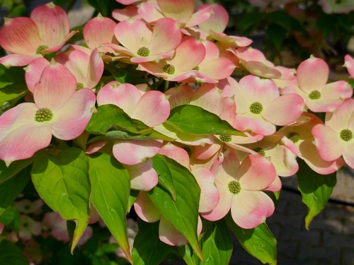 Kornoelje 'Stellar Pink', bloeitopper