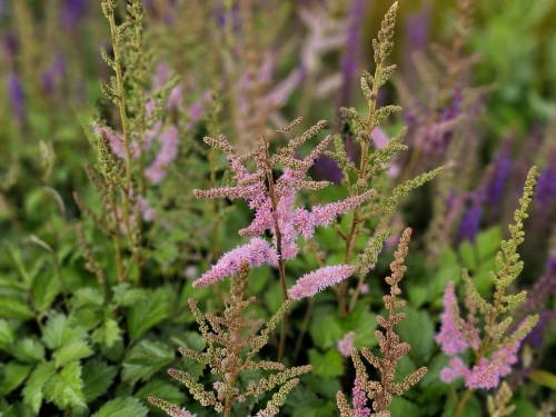 astilbe roze