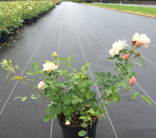 Rosa (H) Aspirin Rose
