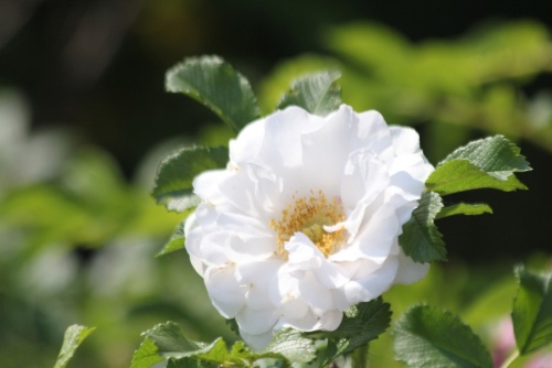 Rosa Rugosa 'Alba'