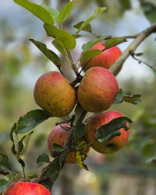 Appel 'Elstar' is de bekende sappige zoetzure handappel met stevig vruchtvlees