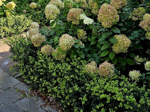 Ilex crenata 'Dark Green'