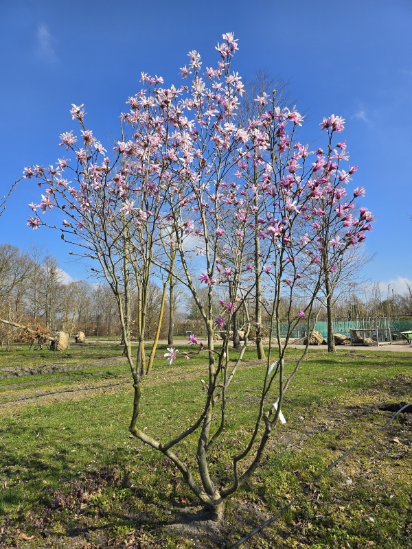 Magnolie