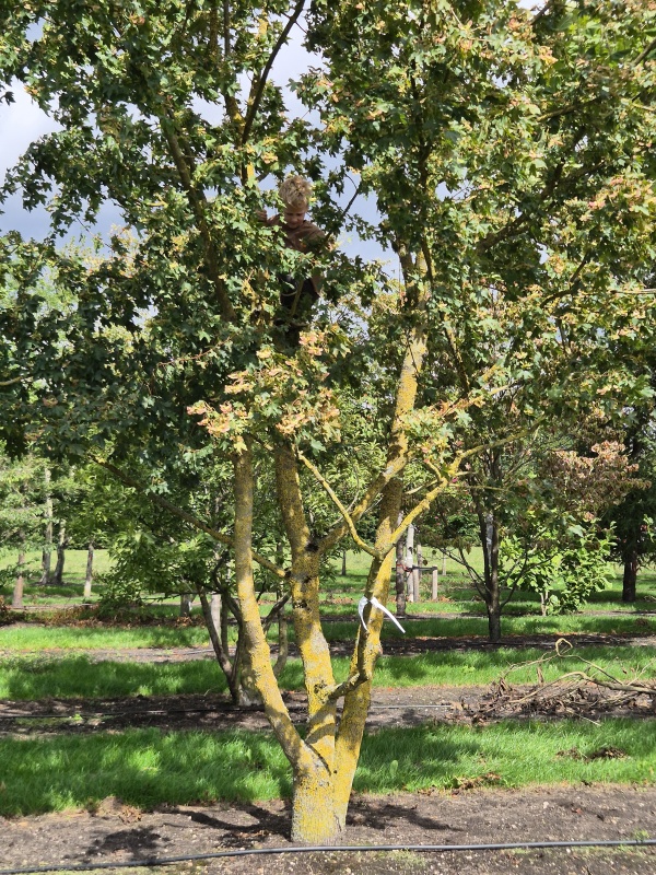 Feldahorn als Kletter- oder Spielbaum