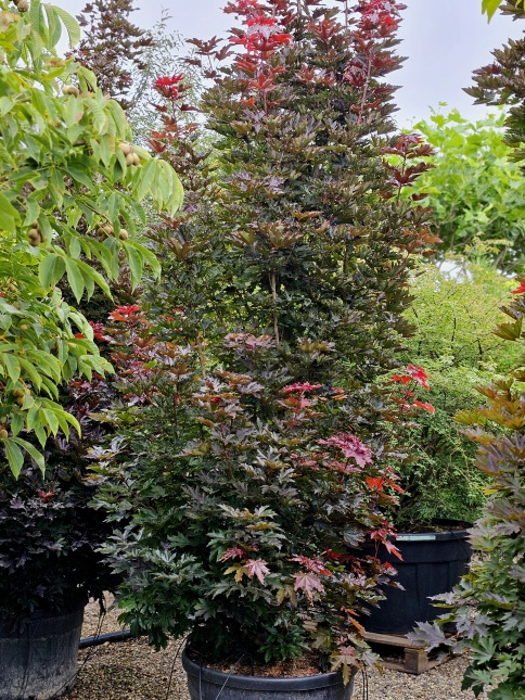 Acer plat. 'Crimson King'