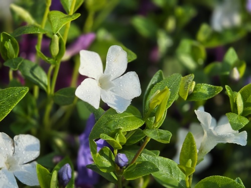 Vinca minor 'Alba'