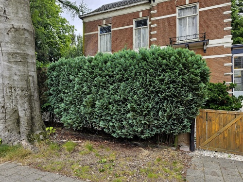 Chamaecyparis lawsoniana 'Columnaris' blauwe haagconifeer