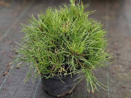 Dwergden Pinus Mugo Mugo